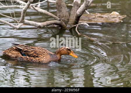 Enten fangen Fische im Wasser Stockfoto