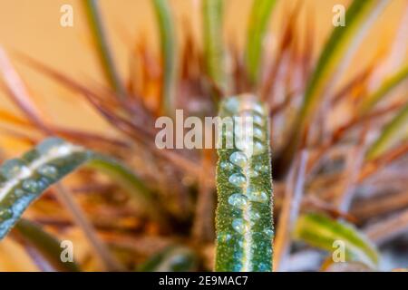 Künstlerische Nahaufnahme der Madagaskar-Palme (Pachypodium lamerei) mit Wassertropfen Stockfoto