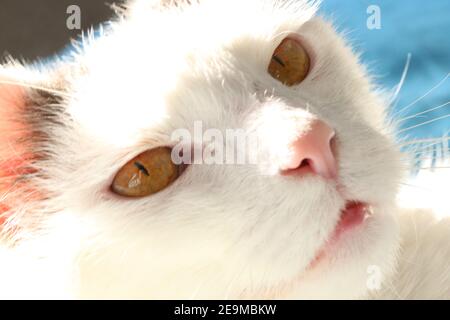 Nahaufnahme Porträt einer weißen und grauen Hauskatze Stockfoto