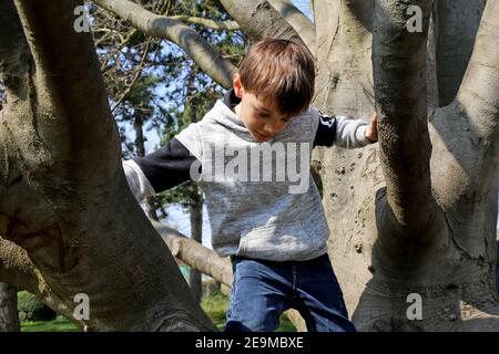 Sieben Jahre alter Junge klettert auf einen Baum (Modell veröffentlicht) Stockfoto