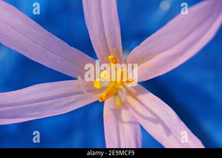 Nahaufnahme von Wildblumen Colchicaceae, Colchicaceae Pflanzenfamilie Stockfoto