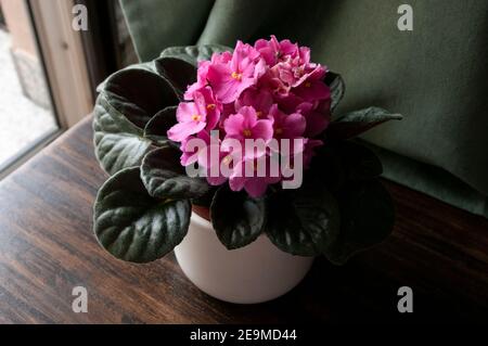 Pink African Violet Plant auf Holztisch an Fenster Hausgarten Stockfoto