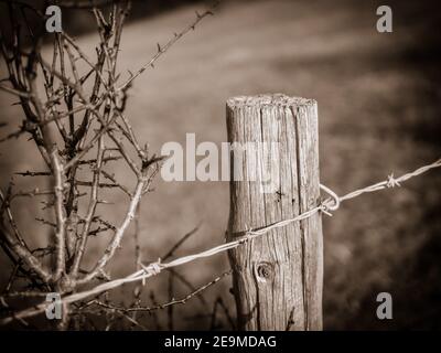 Zaunpfosten in einem Berkshire Feld mit Stacheldraht befestigt. Stockfoto