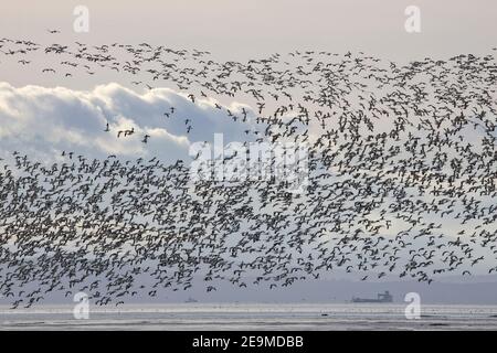 Schneegänse in der Straße von Georgia Kanada Stockfoto