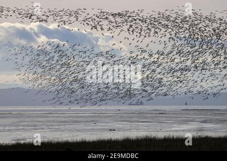 Schneegänse in der Straße von Georgia Kanada Stockfoto