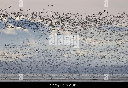 Schneegänse in der Straße von Georgia Kanada Stockfoto