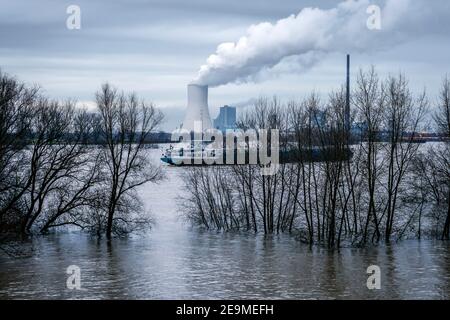 Duisburg, Nordrhein-Westfalen, Deutschland - Hochwasser am Rhein, Bäume stehen am Deich im Landkreis Marxloh unter Wasser, Rheinschifffahrt hat nicht y Stockfoto