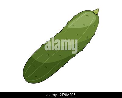 Grüne Gurke Vektor-Illustration isoliert auf weißem Hintergrund. Stock Vektor