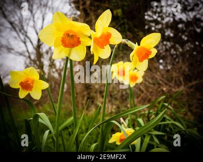 Eine Gruppe von frühlingshaften Narzissen, die am Straßenrand in der Nähe von Kintbury Berkshire blühen. Stockfoto