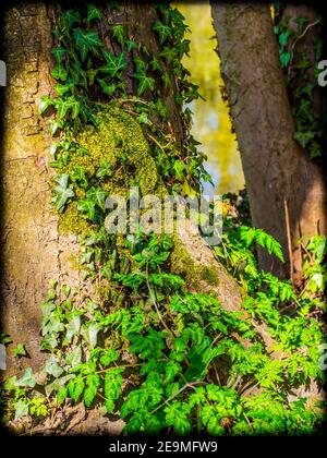 Ivy (Hedera) ist eine am Boden kriechende oder kletternde Pflanze in der Familie Araliaceae, hier gesehen kletternd auf einen Baumstamm. Stockfoto