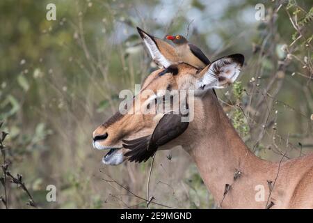 Impala (Aepyceros melampus) mit Rotschnabel-Ochsenspecht (Buphagus erythrorhynchus), Kruger National Park, Südafrika Stockfoto