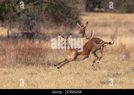 Impala (Aepyceros melampus) läuft, Chobe Nationalpark, Botswana Stockfoto