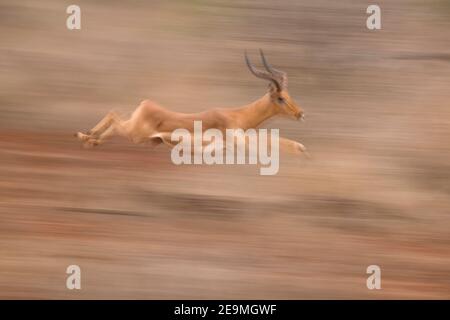 Impala (Aepyceros melampus) mit Geschwindigkeit, Zimanga Wildreservat, Südafrika Stockfoto