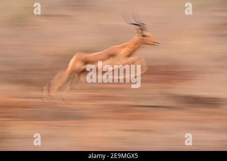 Impala (Aepyceros melampus) mit Geschwindigkeit, Zimanga Wildreservat, Südafrika Stockfoto