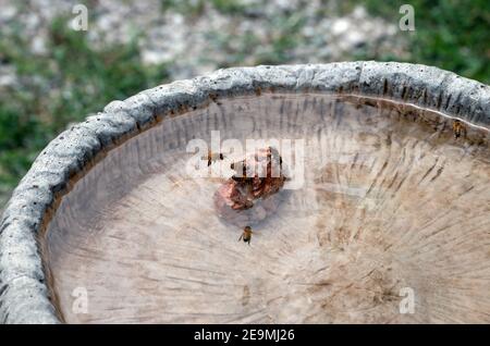 Ein defokusser Effekt zieht das Auge auf die Biene hinein Flug mit Flügeln in Bewegung und Beine baumeln wie es Bereitet sich vor, neben anderen Bienen auf dem Felsen zu landen, der bekommen wird Stockfoto