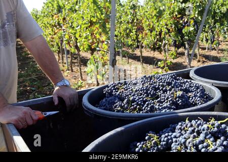 Weinlese: Handlese von Pinot Noir und Pinot Gris Trauben Stockfoto