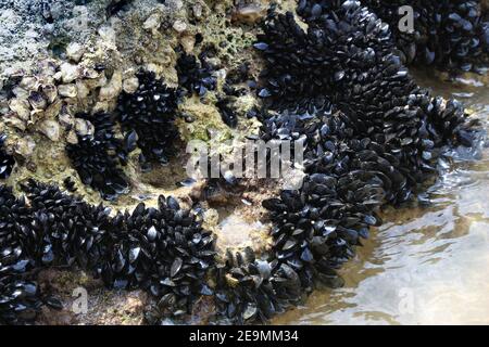 Blaue Muschel (Mytilus edulis), essbare Muscheln auf der Gargano Halbinsel, Italien. Stockfoto