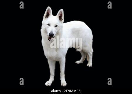 Weißer schweizer Schäferhund (Berger Blanc suisse) vor schwarzem Hintergrund Stockfoto