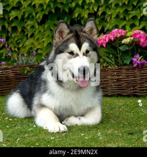 Alaskan Malamute Hund Stockfoto