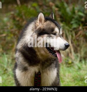 Alaskan Malamute Hund Stockfoto