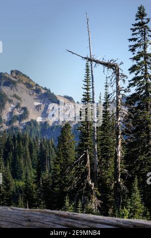 Ein Baum scheint auf dem Weg in der Nähe des Gasthauses in Paradise in Mt. Rainier National Park Stockfoto