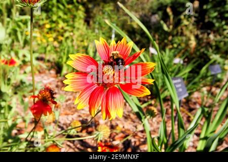 Eine Hummel sammelt den gelben Pollen einer hellen Gaillardia-Blume in Lendenwood Gardens in Grove Oklahoma in der Nähe des Grand Lake. Stockfoto