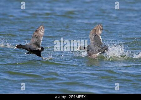 Aggressives Territorium eurasischer Ruß / Blässhühner (Fulica atra) Männchen jagen Eindringling im Teich im Frühjahr Stockfoto