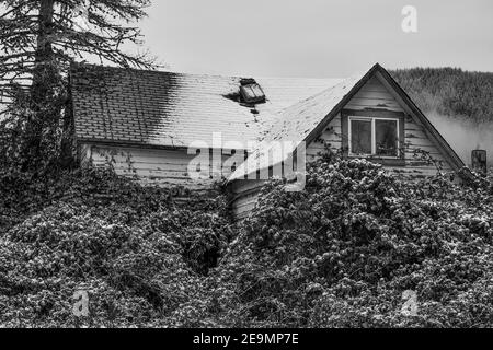 Verlassene Haus im Skokomish Valley auf der Olympic Peninsula, Washington State, USA [Keine Eigentumsfreigabe; nur zur redaktionellen Lizenzierung verfügbar] Stockfoto