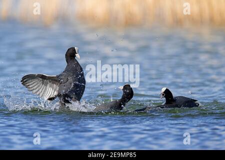 Aggressives Territorium eurasischer Ruß / Blässhühner (Fulica atra) Männchen kämpft mit Eindringling durch schlagen Gegner mit seinen Beinen Im Teich im Frühling Stockfoto