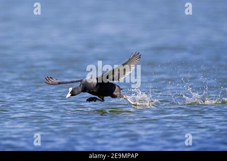 Eurasischer Ruß / gewöhnlicher Ruß (Fulica atra) Über Wasser laufen, um im Teich abzuheben Stockfoto