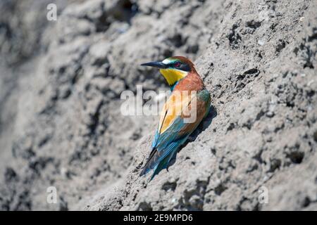 Europäischer Bienenfresser (Merops apiaster) Am Eingang des Nestes in steilen sandigen Ufer auf gemacht Ufer des Flusses im Frühling Stockfoto