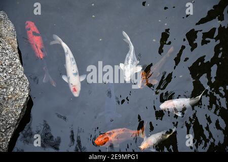 Große Fische Koi schwimmen in transparentem Teichwasser. Blick von oben auf Goldfische und bunte japanische Karpfen schwimmen unter Wasser im See. Stockfoto