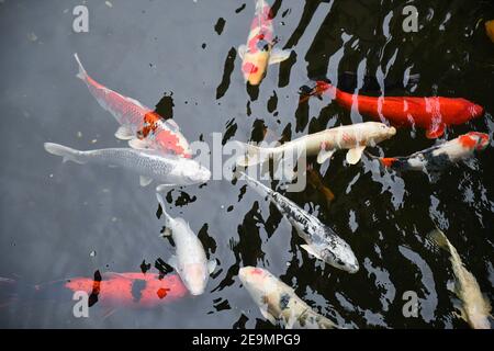 Japanische Koi Fische schwimmen im Teich. Draufsicht auf bunte Koi Karpfen schwimmen unter Wasser im See. Hintergrund mit Fischen im Wasser für Feng Shui Stockfoto