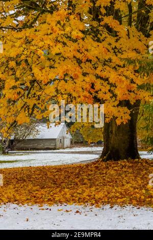 Bigleaf Maple, Acer macrophyllum, in Herbstfarbe mit Schnee auf dem Boden im Skokomish Valley, Olympic Peninsula, Washington State, USA [Nein richtig Stockfoto