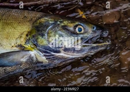 Chum Salmon, Oncorhynchus Keta, in Laichbach vor dem Skokomish River und Hood Canal auf der Olympic Peninsula, Washington State, USA Stockfoto