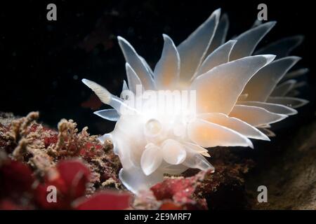 Milchnudibranch (Dirona albolineata) Stockfoto