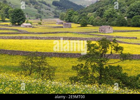 Heuwiesen in voller Blüte, mit Feldbarren und Trockenmauern, in der Nähe des Dorfes Muker, Swaledale, Yorkshire Dales National Park Stockfoto