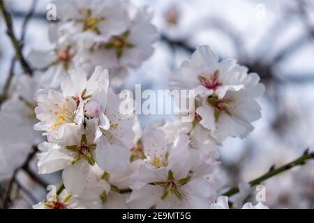 Frühlingsblüten. Mandelbaum blühenden Hintergrund. Weiß rosa Knospen und Blumen auf dem Baum Ast, Nahaufnahme Stockfoto