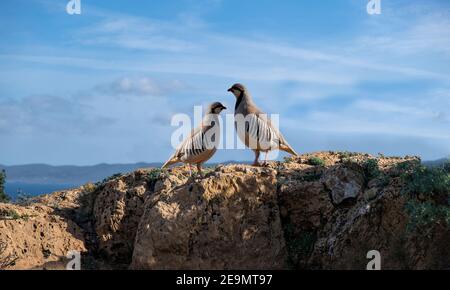 Rebhühner in der Natur. Zwei wilde Rotbeinige Rebhühner in natürlichem Lebensraum. Spiel Vögel auf einem Felsen, blaues Meer und Himmel Hintergrund, Kap Sounio Bereich Attica Gr Stockfoto