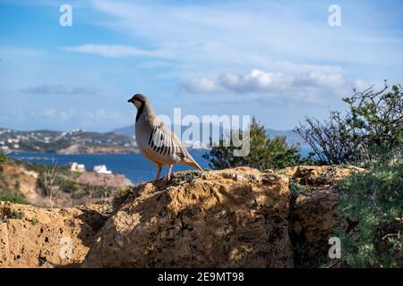 Rebhuhn in der Natur. Wildes Rotbeinige Rebhuhn in natürlichem Lebensraum. Wildvogel auf einem Felsen, blaues Meer und Himmel Hintergrund, Kap Sounio Bereich Attica Griechenland Stockfoto