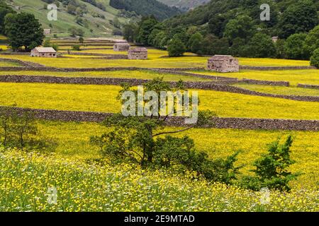 Heuwiesen in voller Blüte, mit Feldbarren und Trockenmauern, in der Nähe des Dorfes Muker, Swaledale, Yorkshire Dales National Park Stockfoto