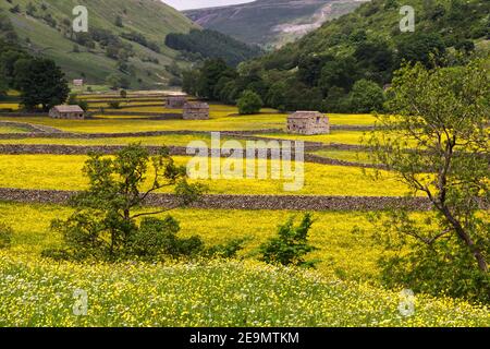 Heuwiesen in voller Blüte, mit Feldbarren und Trockenmauern, in der Nähe des Dorfes Muker, Swaledale, Yorkshire Dales National Park Stockfoto