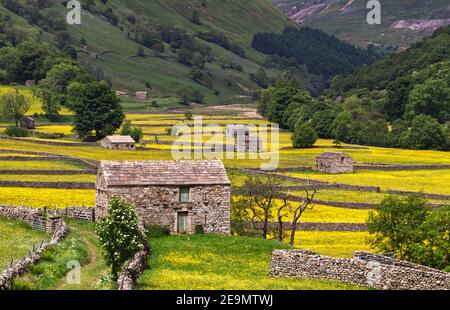 Heuwiesen in voller Blüte, mit Feldbarren und Trockenmauern, in der Nähe des Dorfes Muker, Swaledale, Yorkshire Dales National Park Stockfoto