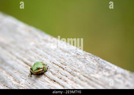 Pazifische Laubfrosch Stockfoto