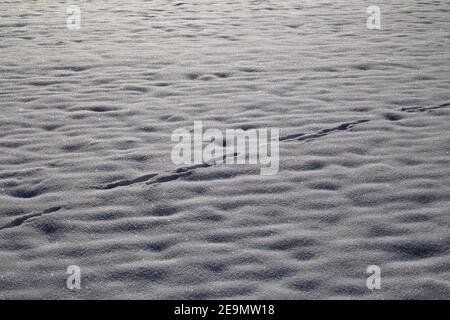 Kaninchen-Spuren im Schnee Stockfoto