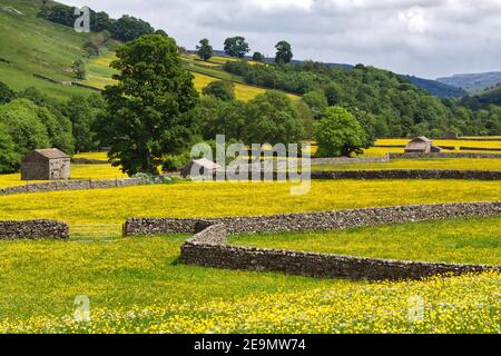 Heuwiesen in voller Blüte, mit Feldbarren und Trockenmauern, in der Nähe des Dorfes Muker, Swaledale, Yorkshire Dales National Park Stockfoto