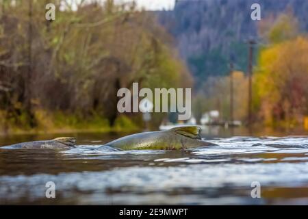 Chum Salmon, Oncorhynchus Keta, Kreuzung Straße, die jährlich Überschwemmungen wegen der historischen Überschuss Clearcutting, Skokomish Valley, Olympic Peninsula, Washi Stockfoto