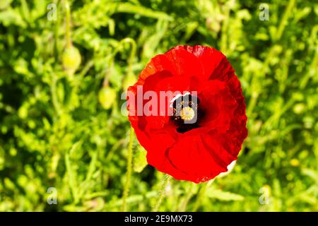 Einzelne rote Mohnblume in einem grünen Feld von direkt gesehen Oben Stockfoto