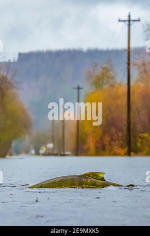 Chum Salmon, Oncorhynchus Keta, Kreuzung Straße, die jährlich Überschwemmungen wegen der historischen Überschuss Clearcutting, Skokomish Valley, Olympic Peninsula, Washi Stockfoto