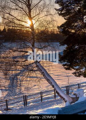 Helsinki / Finnland - 5. FEBRUAR 2021: Goldene Wintersonne, die an einem kalten Wintertag Lichtstrahlen hinter einer gekrümmten Birke wirft. Stockfoto